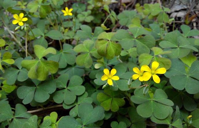 科普植物篇,科普遮阴植物