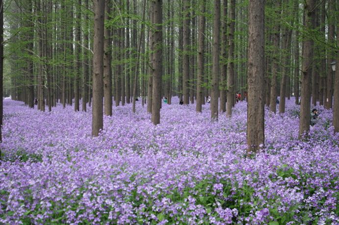 科普植物篇,科普遮阴植物