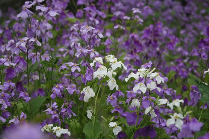 科普植物篇,科普遮阴植物