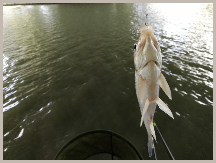 结伴同行首钓新城市高温也丰收