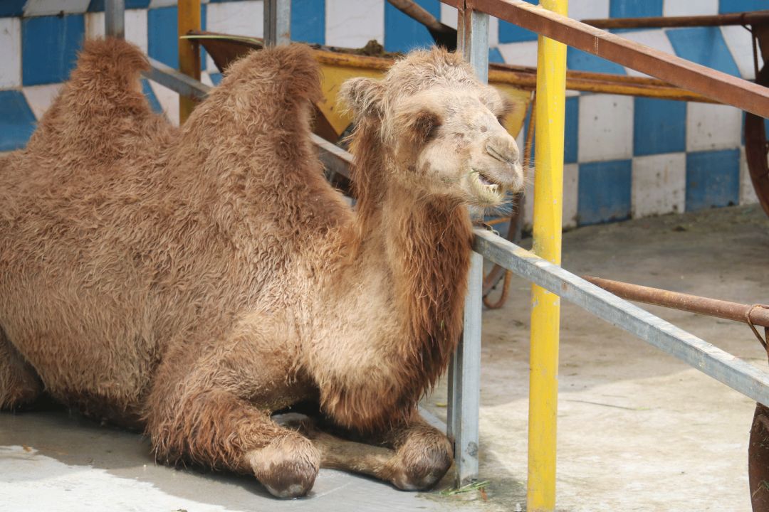 南沙百万葵园免费吗,南沙百万葵园开放时间最新