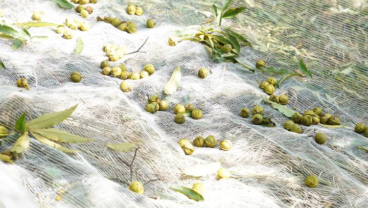 临安山核桃开杆,临安山核桃最新消息