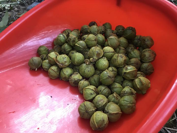 临安山核桃开杆,临安山核桃最新消息