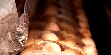 临安山核桃开杆,临安山核桃最新消息