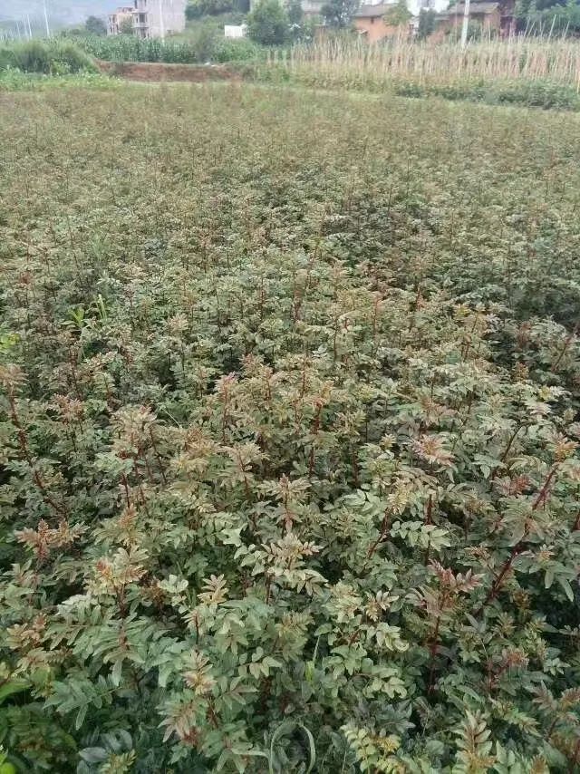 昭通陈正荣：栽上“致富苗”，点燃2000户村民脱贫希望！