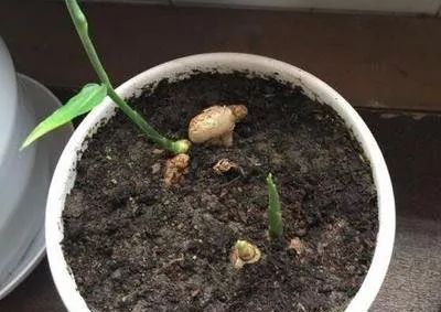 露天种一亩地姜的成本是多少,30亩种姜要多少成本