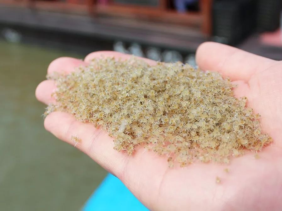 大闸蟹好的蟹黄口感怎么样,这大闸蟹真新鲜咬一口全是蟹黄