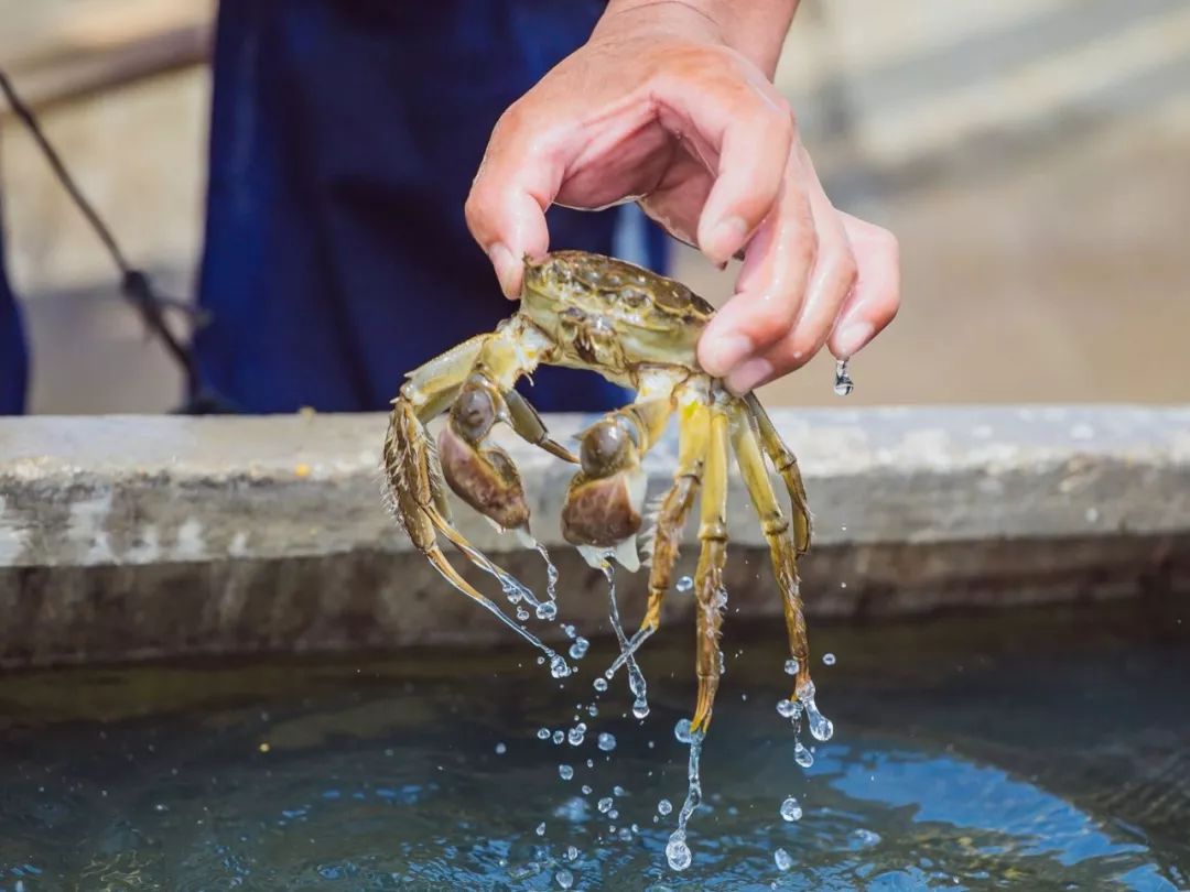 大闸蟹好的蟹黄口感怎么样,这大闸蟹真新鲜咬一口全是蟹黄