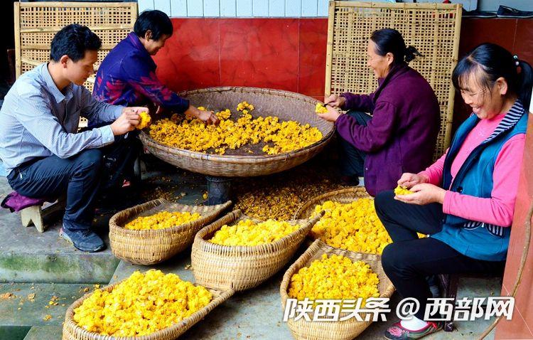 家庭农场增收致富,开办家庭农场带领农民增收致富