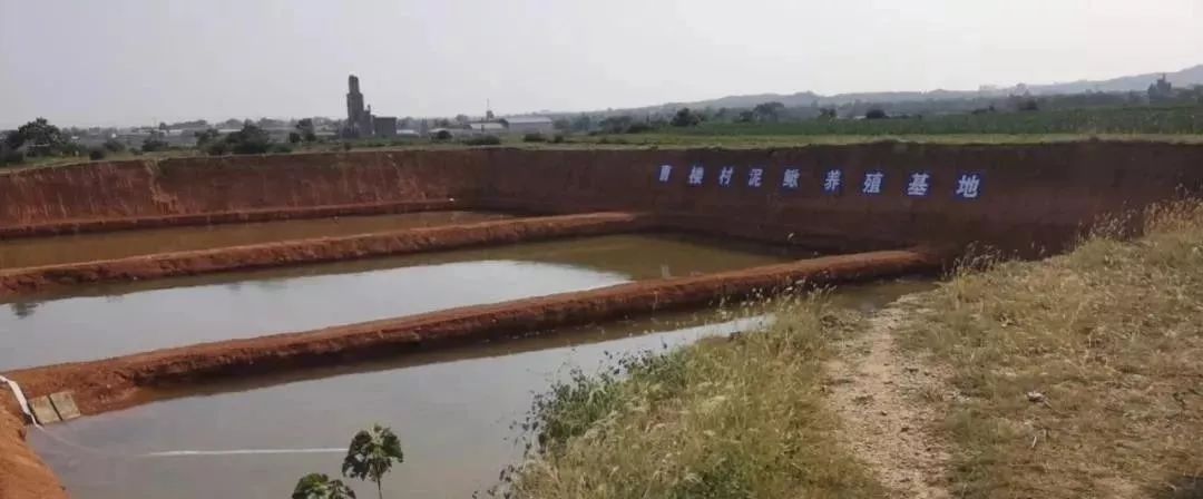 给力，禹州小乡村“小泥鳅”喜获大丰收