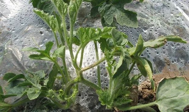 西瓜苗受肥害怎么解,西瓜重茬导致瓜农的损失谁负责