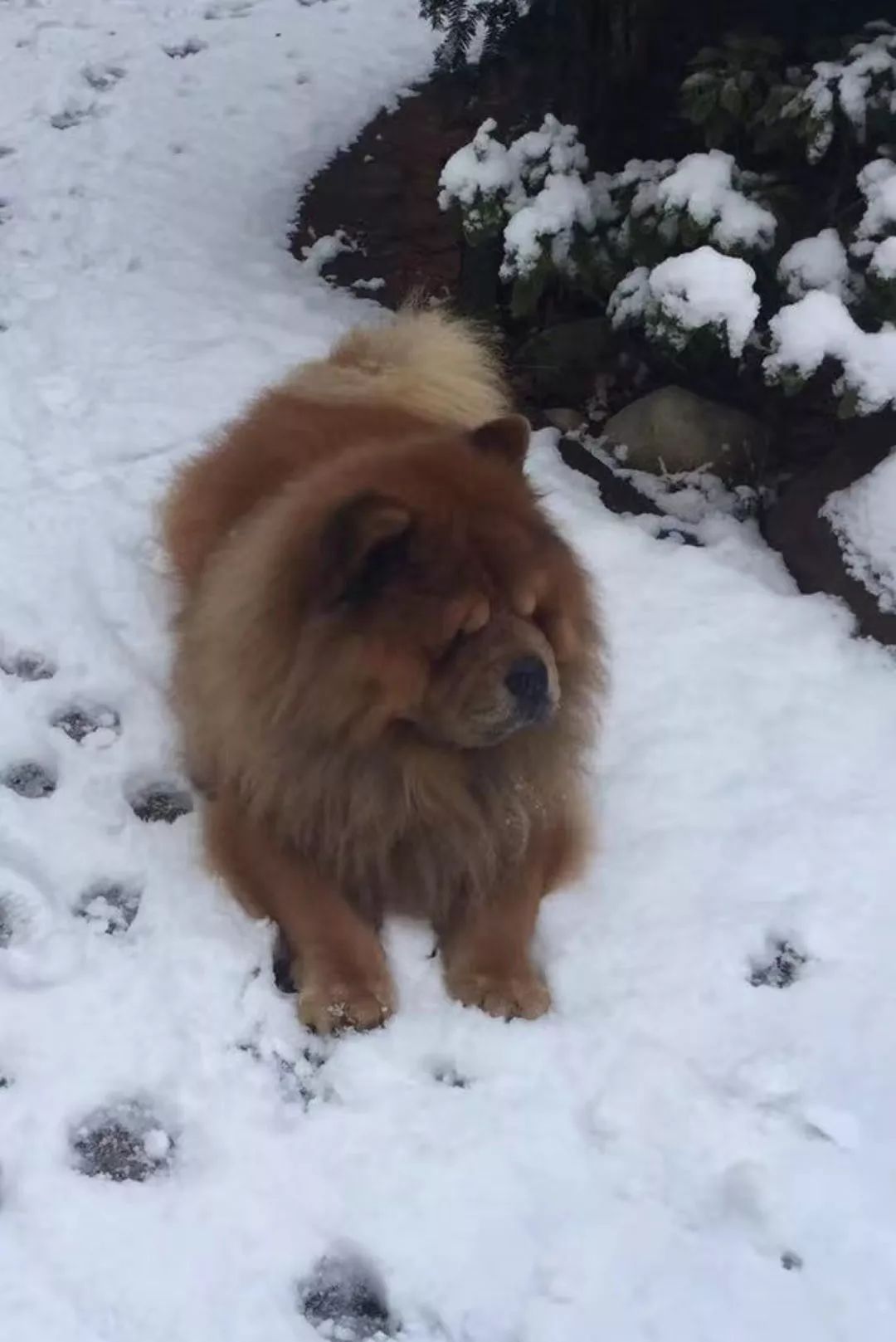 虹影|我们只对温柔奉献我们的心——读严歌苓《壮壮小传》