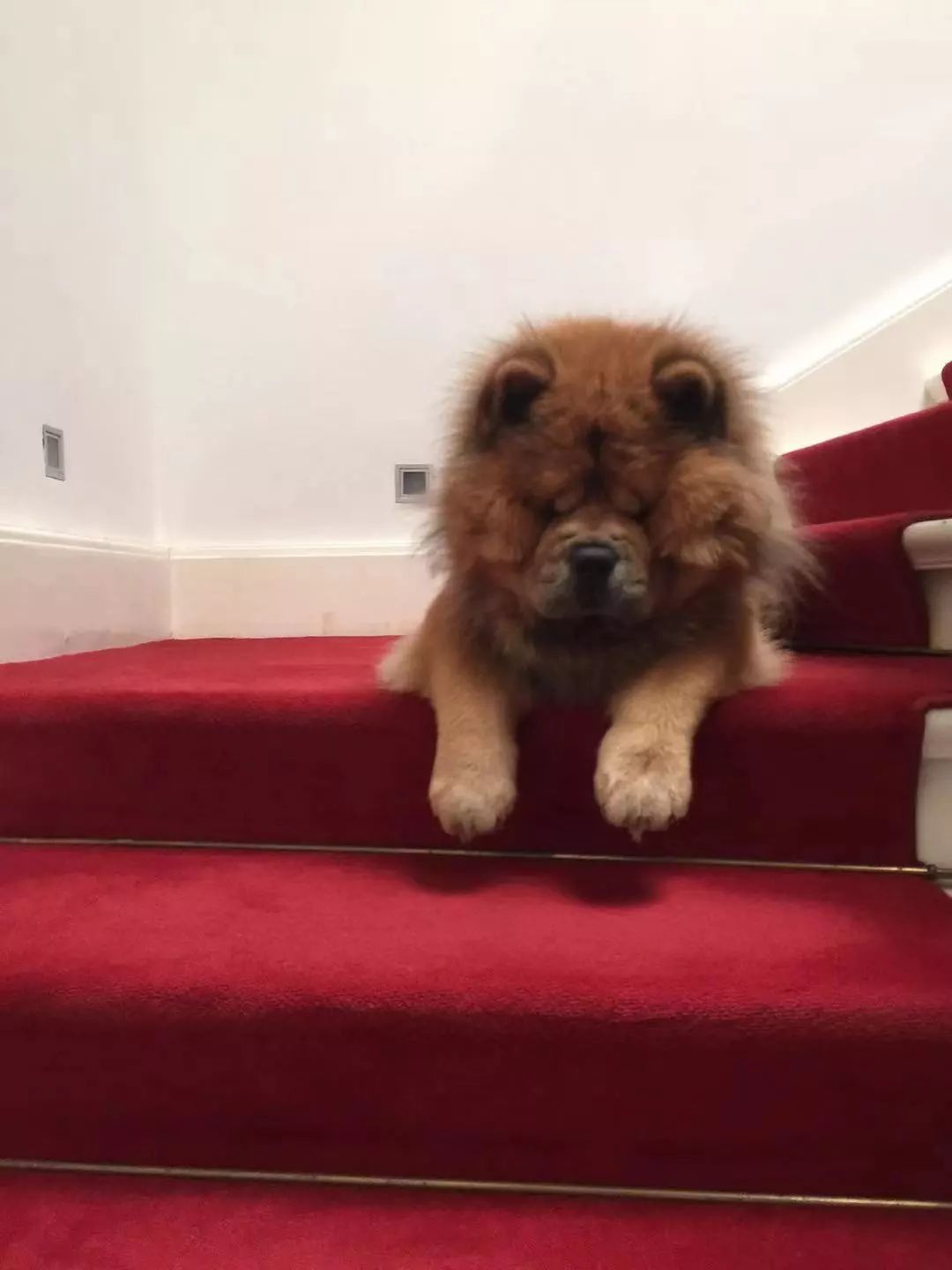 虹影|我们只对温柔奉献我们的心——读严歌苓《壮壮小传》