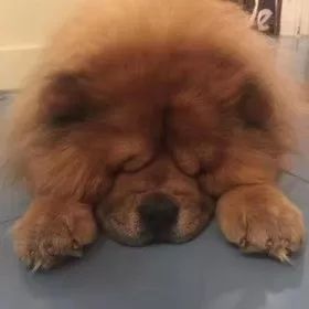 虹影|我们只对温柔奉献我们的心——读严歌苓《壮壮小传》