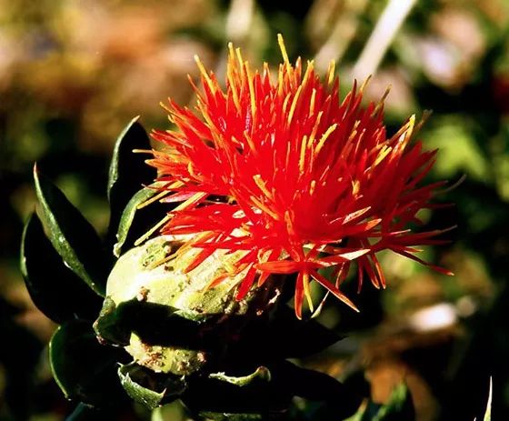 假如绿松石会说话,如果金属会说话的故事