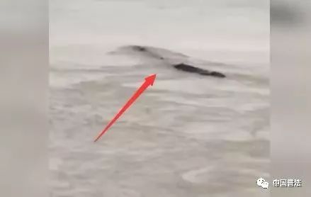 水怪未解之谜完整视频,水怪未解之谜视频