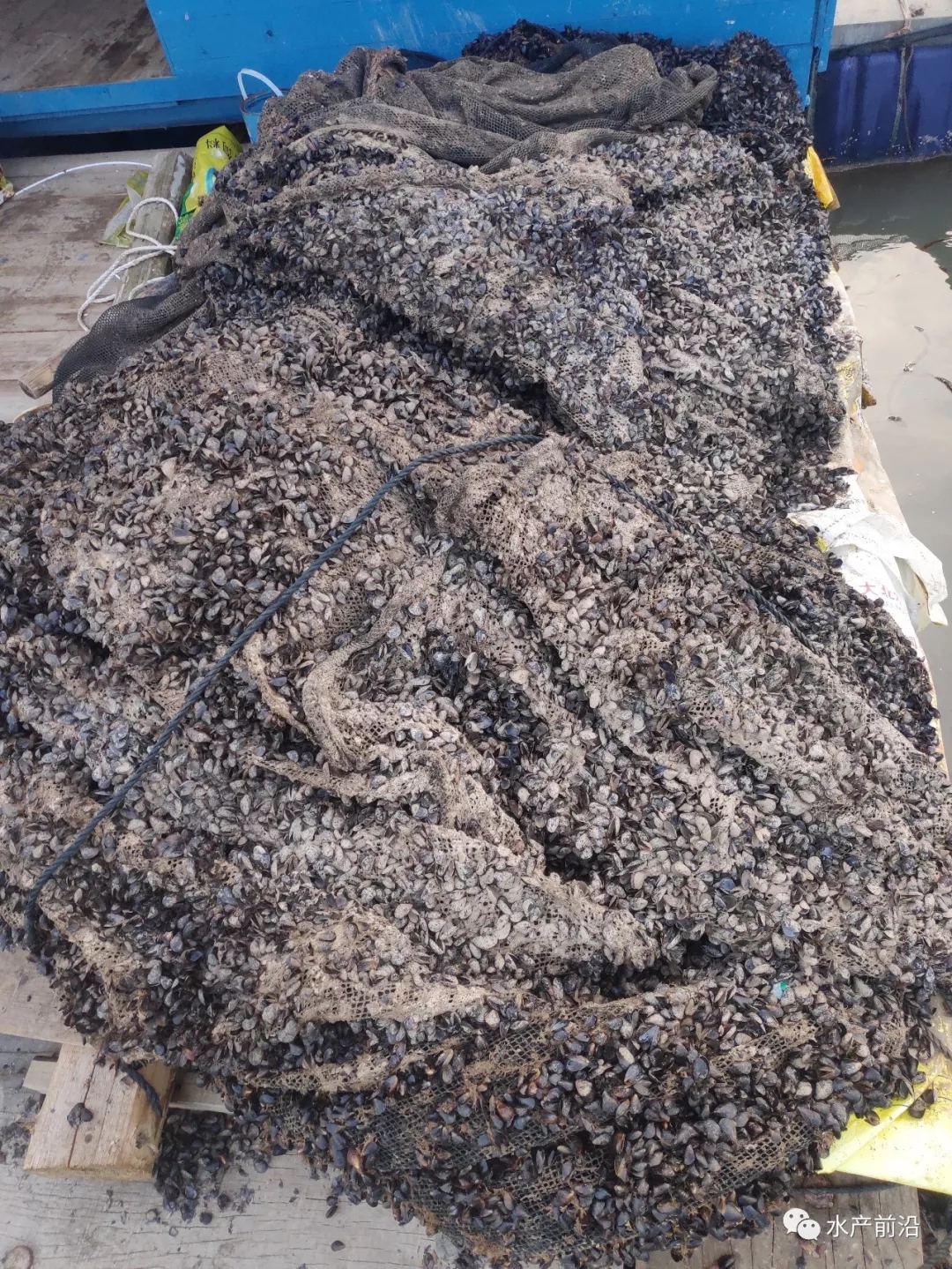 土豪老板成功养殖了数10万条鱼,人工养殖中国国宝娃娃鱼