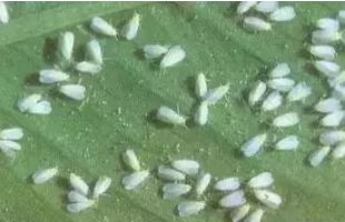 哪个城市出现大量小飞虫,项城满大街都是白色小飞虫