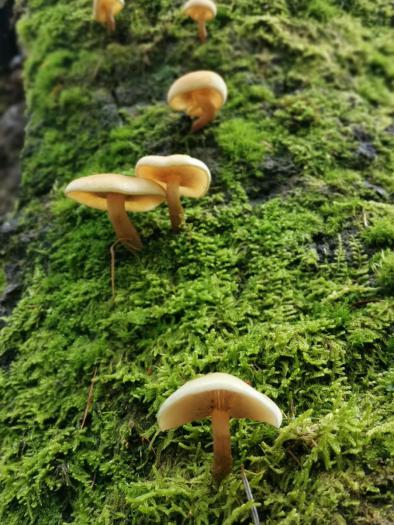 良品铺子红松松子,良品铺子长白山松子和东北红松