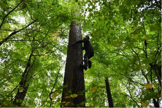 良品铺子红松松子,良品铺子长白山松子和东北红松