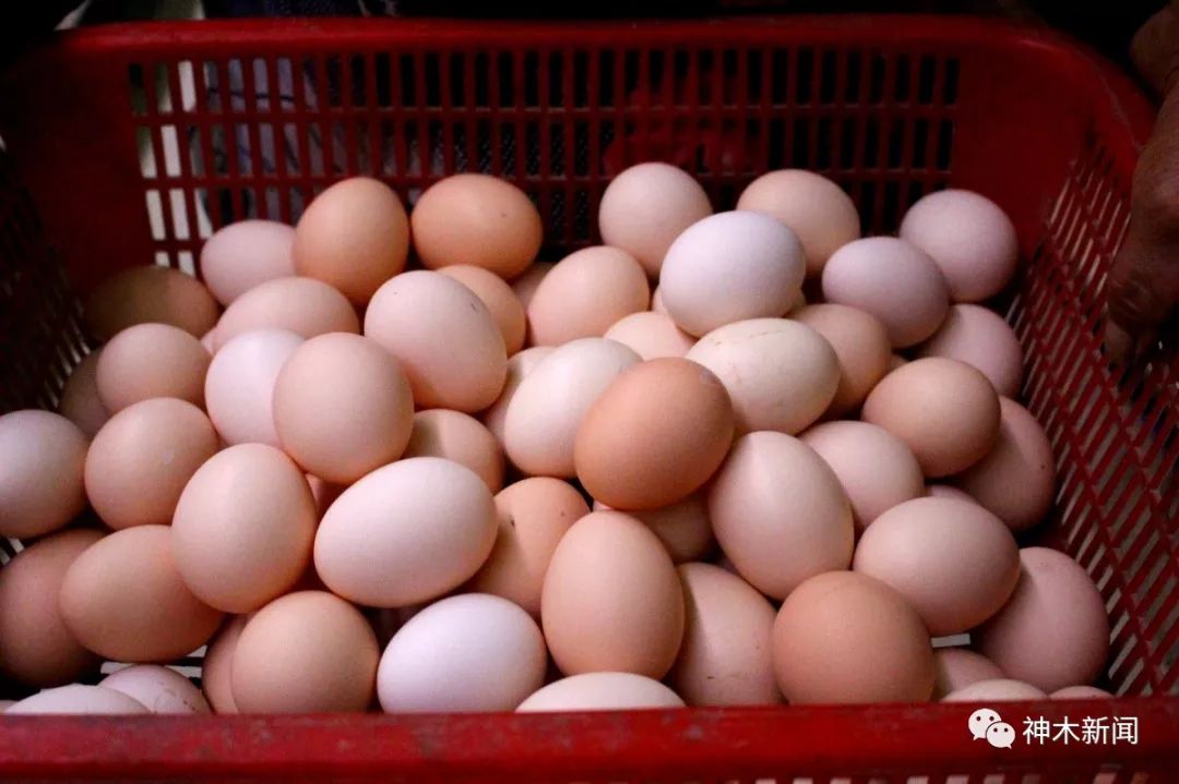 【奋斗者】锦界农民李明义养鸡致富惠乡邻