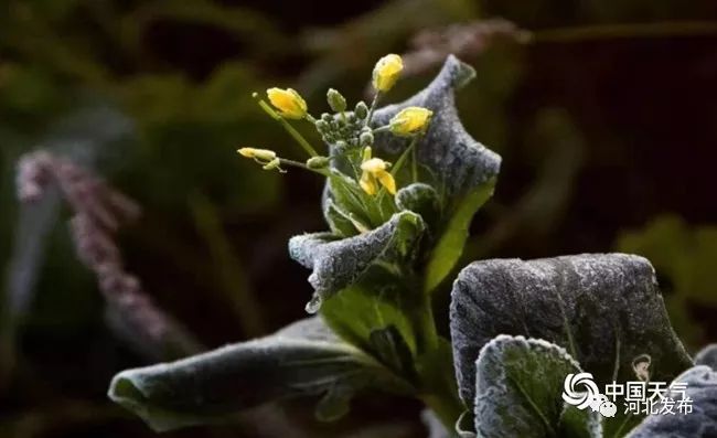 娌冲寳杩戝嚑澶╁ぇ閮ㄥ垎鍦板尯鏈夐洦,娌冲寳澶氬湴鏈変腑鍒板ぇ闆ㄥ眬鍦版湁鏆撮洦