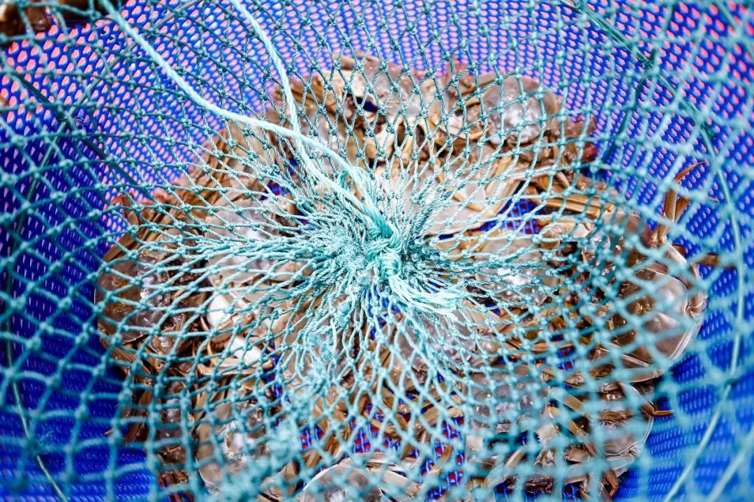 2020年阳澄湖大闸蟹开捕地点,阳澄湖大闸蟹官方开捕时间