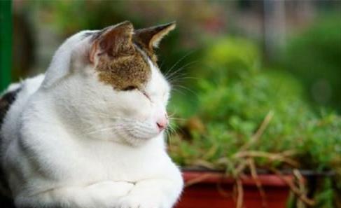 鐚挭涓嶆彛鎵嬪拰鍐滄皯鎻ｇ殑鍖哄埆,鐚挭涓轰粈涔堝枩娆㈠啘姘戝憿