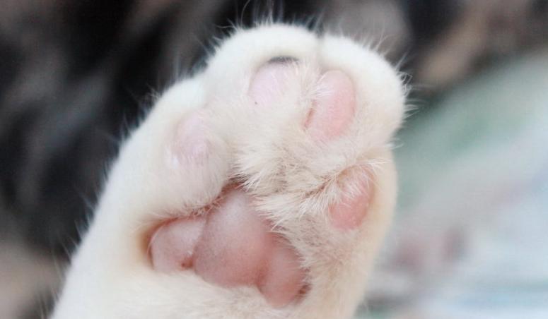 鐚挭涓嶆彛鎵嬪拰鍐滄皯鎻ｇ殑鍖哄埆,鐚挭涓轰粈涔堝枩娆㈠啘姘戝憿