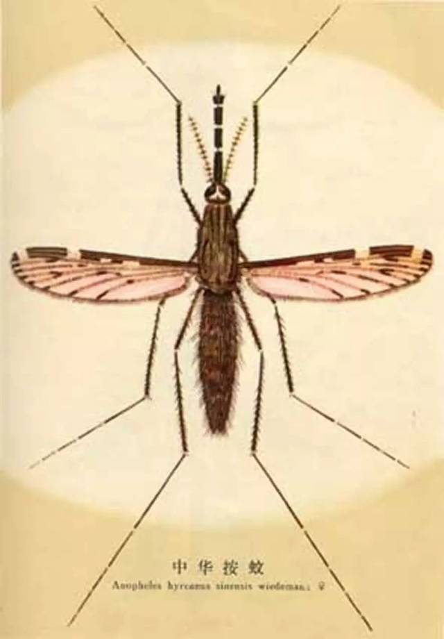 低毒室外灭蚊最有效的方法,最有效灭蚊的方法