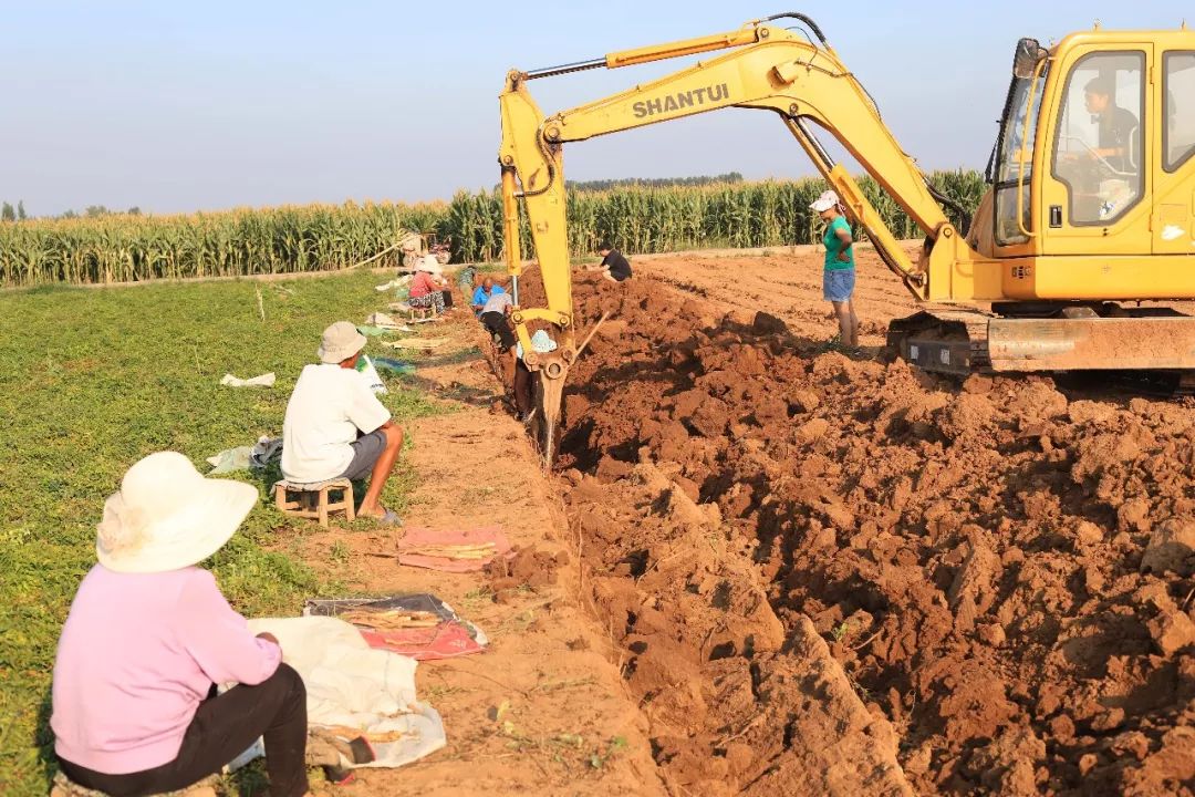 闪购|秋季滋补哪家强？当令食材之铁棍山药、板栗南瓜可以有