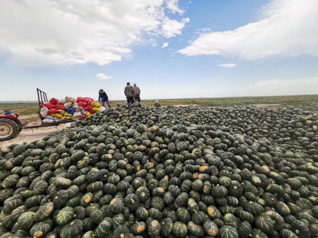 闪购|秋季滋补哪家强？当令食材之铁棍山药、板栗南瓜可以有