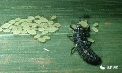 最前沿的小瓜虫病防治方法,利用瓢虫防治蚜虫的生物防治方法
