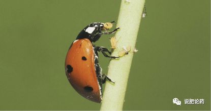 最前沿的小瓜虫病防治方法,利用瓢虫防治蚜虫的生物防治方法