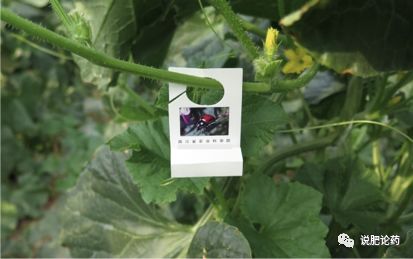 最前沿的小瓜虫病防治方法,利用瓢虫防治蚜虫的生物防治方法