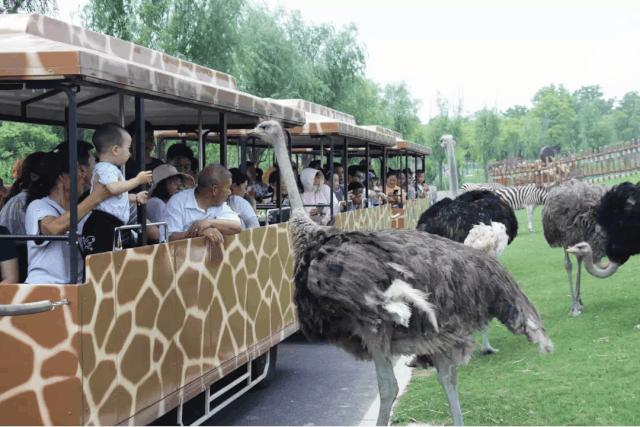 南通森林野生动物园中国大马戏,南通野生动物园国际大马戏座位数