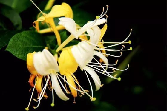 治痔疮最有效的痔疮膏,十多年的痔疮用痔疮膏效果怎么样