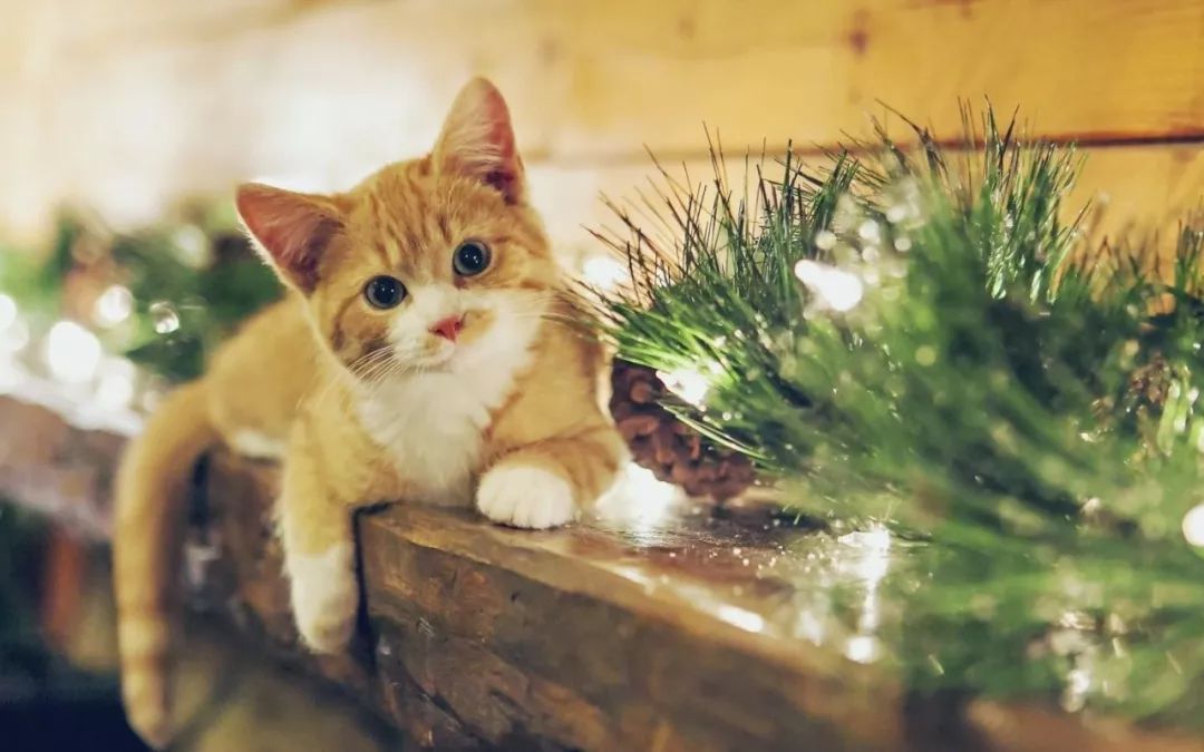 幼猫眼睛长期红肿流泪,四岁小朋友长三只眼睛