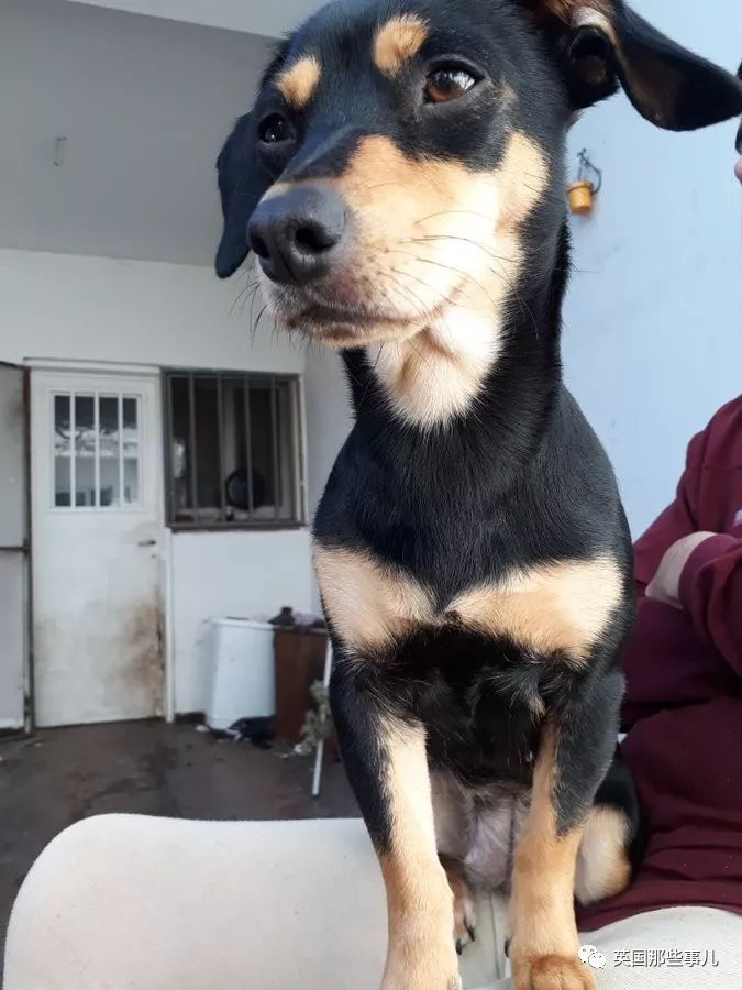 灏忛噾姣涜鍏诲涔呮墠鍙互鍙樻垚澶х嫍,閲戞瘺灏忔椂鍊欓兘鏄偦瀛愬悧