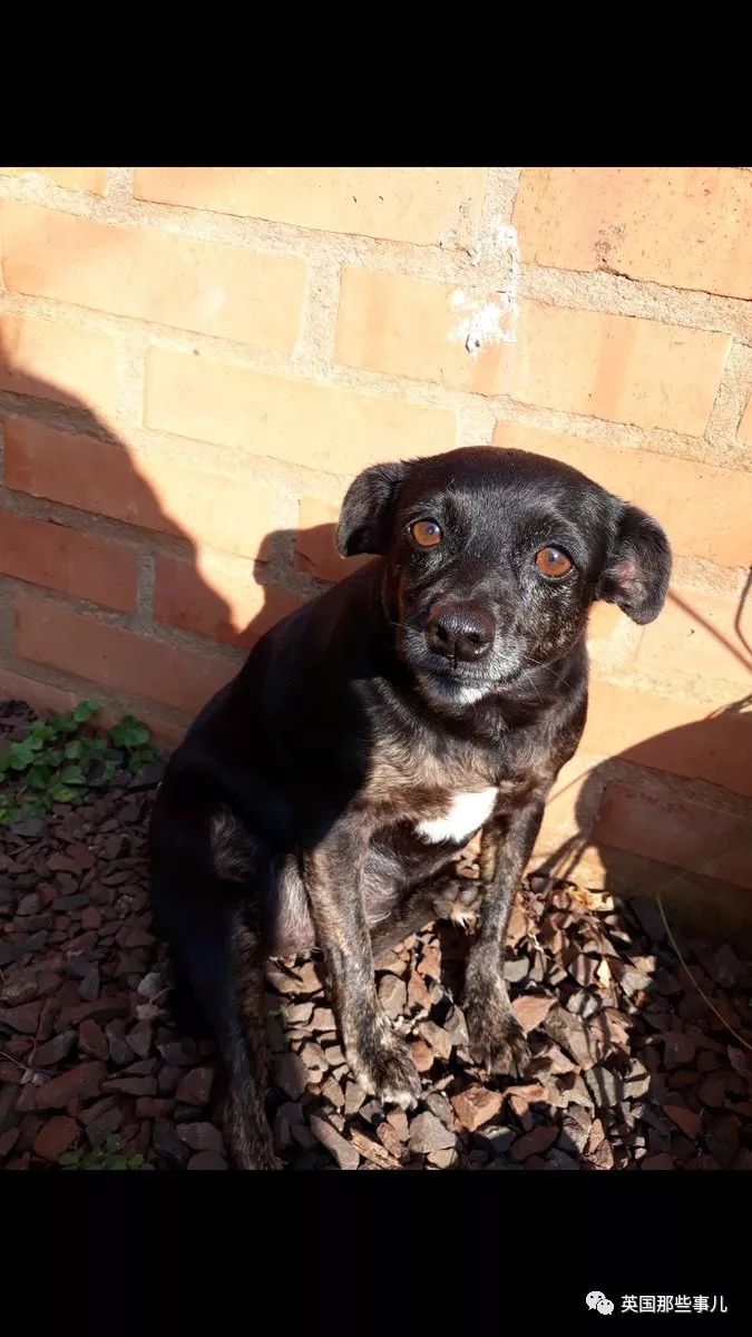 灏忛噾姣涜鍏诲涔呮墠鍙互鍙樻垚澶х嫍,閲戞瘺灏忔椂鍊欓兘鏄偦瀛愬悧