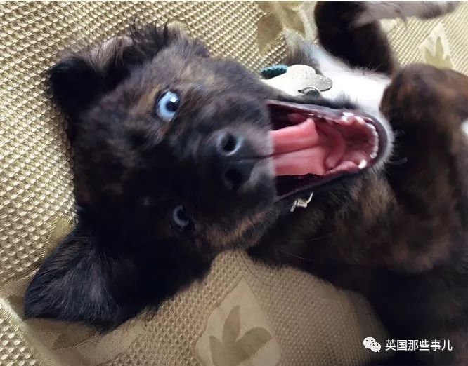 灏忛噾姣涜鍏诲涔呮墠鍙互鍙樻垚澶х嫍,閲戞瘺灏忔椂鍊欓兘鏄偦瀛愬悧