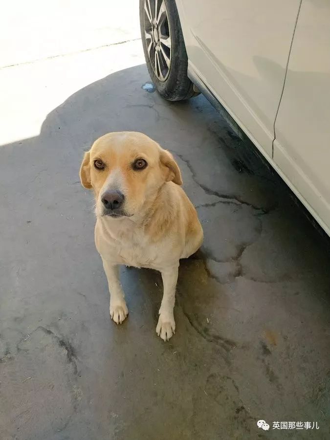 灏忛噾姣涜鍏诲涔呮墠鍙互鍙樻垚澶х嫍,閲戞瘺灏忔椂鍊欓兘鏄偦瀛愬悧