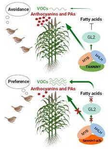 研究揭示麻雀选食不同高粱的分子机制