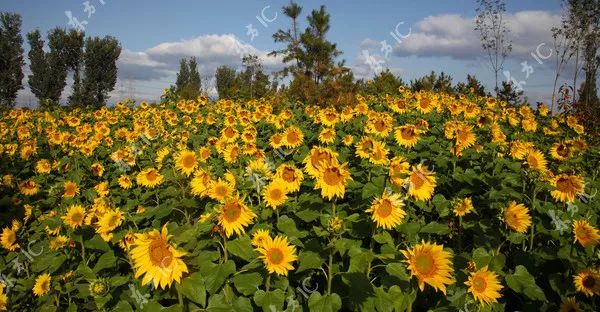 十一生活指南|在公园XX才是正经事