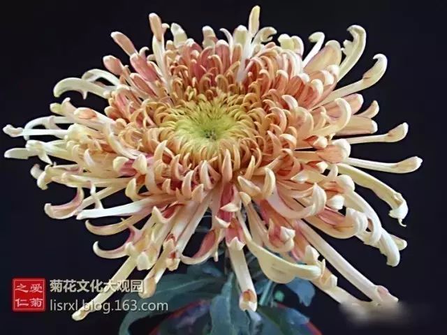 世界最美菊花图整整80种太珍贵了,世界上最美的菊花叫什么名字