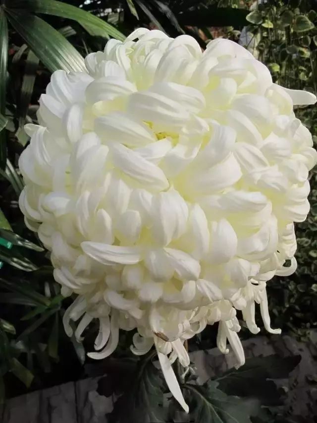 世界最美菊花图整整80种太珍贵了,世界上最美的菊花叫什么名字