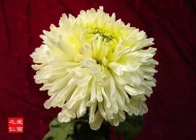 世界最美菊花图整整80种太珍贵了,世界上最美的菊花叫什么名字