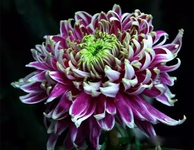 世界最美菊花图整整80种太珍贵了,世界上最美的菊花叫什么名字