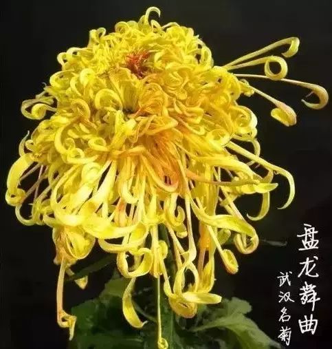 世界最美菊花图整整80种太珍贵了,世界上最美的菊花叫什么名字