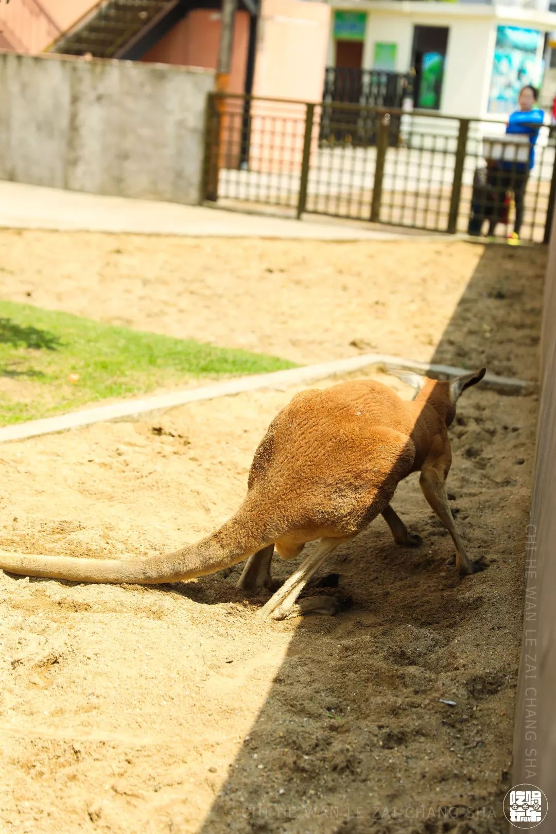 柏乐园附近美食,柏乐园有没有美食